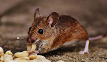 24 Hour & Emergency Exterminators in Garfield, NJ
